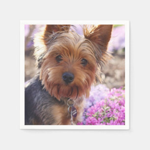 Yorkshire Terrier Pappersservett