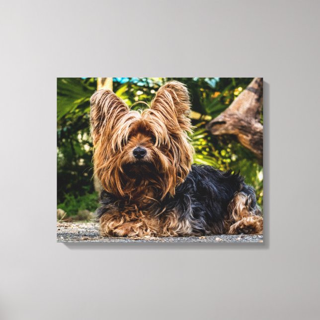 Yorkshire Terrier Photo canvas wall art (Framsida)