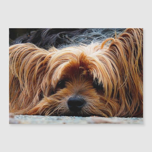 Yorkshire Terrier Photo Metallic Card (Framsida)