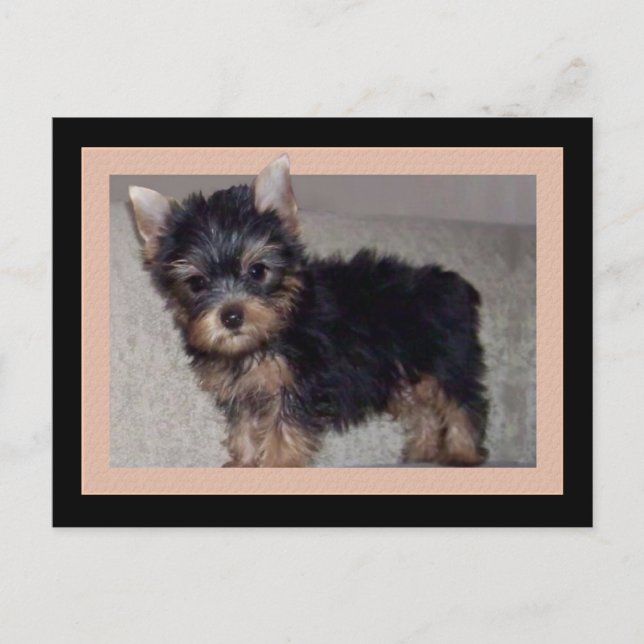 Yorkshire Terrier-poppkort Vykort (Framsida)