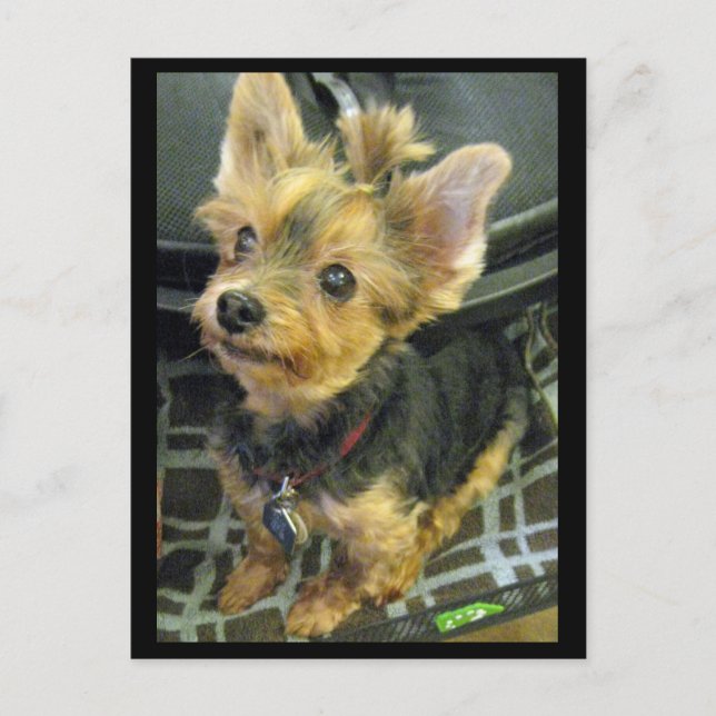 Yorkshire Terrier Postcard Vykort (Framsida)