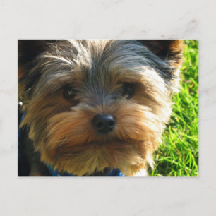 Yorkshire Terrier Postcard Vykort