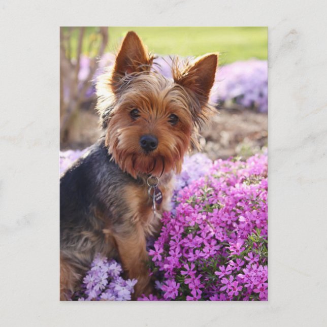 Yorkshire Terrier Postcard Vykort (Framsida)