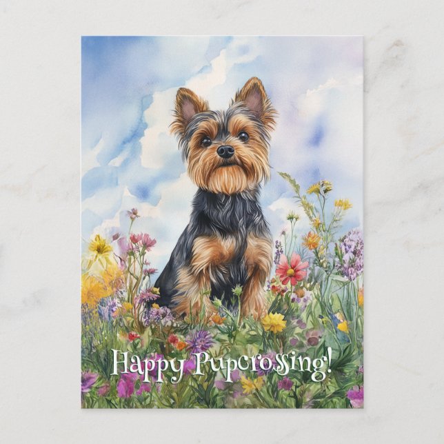 Yorkshire Terrier Postcross - Postcard Vykort (Framsida)
