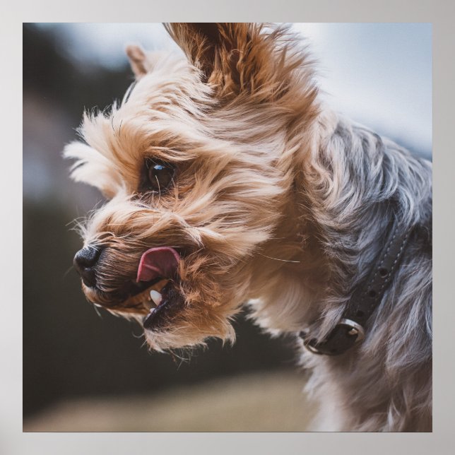 Yorkshire Terrier Poster (Framsidan)