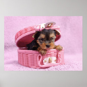 Yorkshire terrier poster