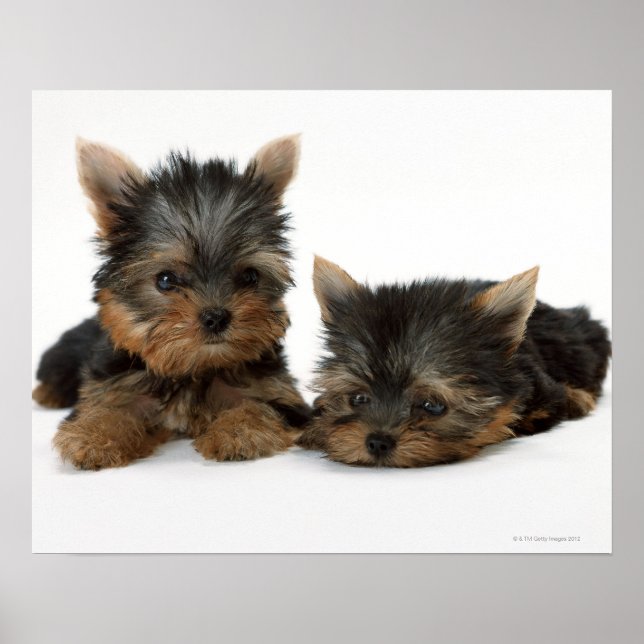 Yorkshire Terrier Poster (Framsidan)