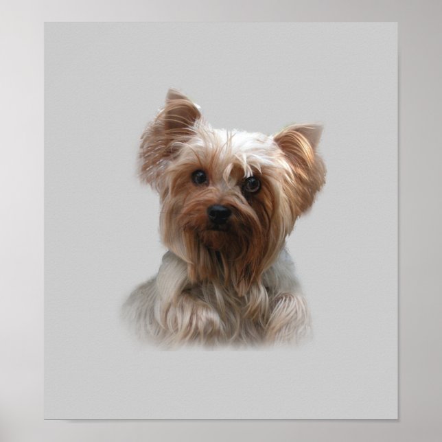 Yorkshire Terrier Poster (Framsidan)