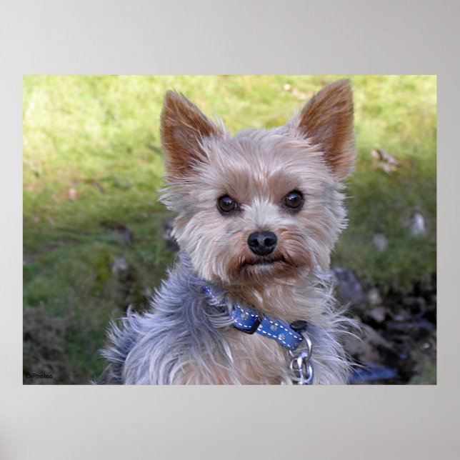 Yorkshire Terrier Poster (Framsidan)
