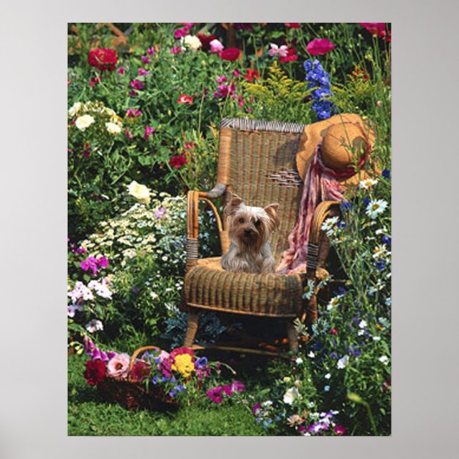 Yorkshire Terrier Poster Garden (Framsidan)