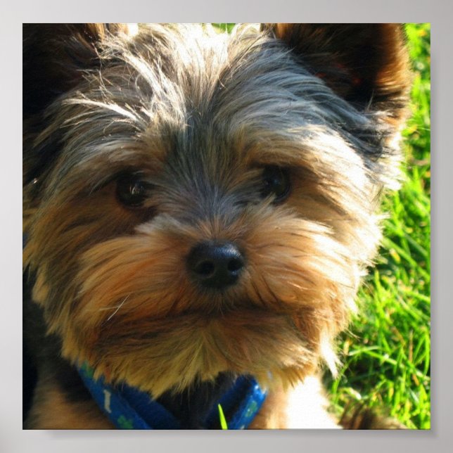 Yorkshire Terrier Poster Skriv ut (Framsidan)