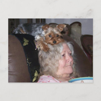 Yorkshire Terrier-postkort Vykort
