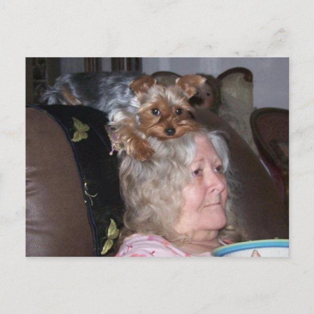 Yorkshire Terrier-postkort Vykort (Framsida)