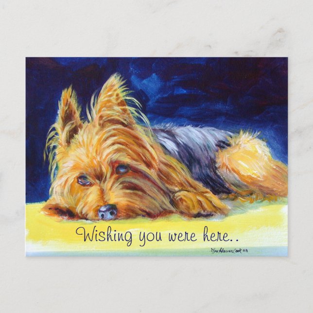Yorkshire Terrier Postkort Vykort (Framsida)
