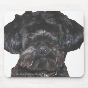 Yorkshire Terrier-Pudel Mix Musmatta