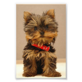 Yorkshire Terrier Puppy Fototryck