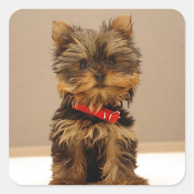 Yorkshire Terrier Puppy Fyrkantigt Klistermärke (Framsida)