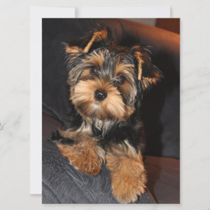 Yorkshire Terrier Puppy Hund