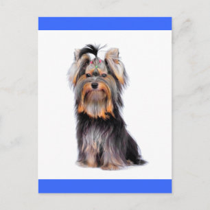 Yorkshire Terrier Puppy Hund Blank Blue Postcard Vykort