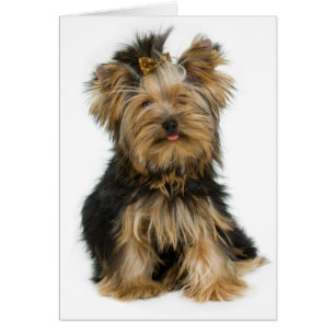 Yorkshire Terrier Puppy Hund Blank Card Hälsningskort