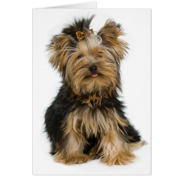 Yorkshire Terrier Puppy Hund Blank Card Hälsningskort (Framsidan)