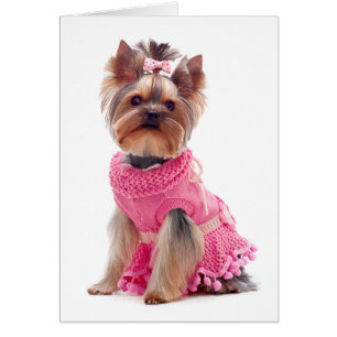 Yorkshire Terrier Puppy Hund Blank Card Hälsningskort