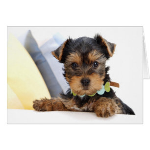 Yorkshire Terrier Puppy Hund Blank Card OBS Kort