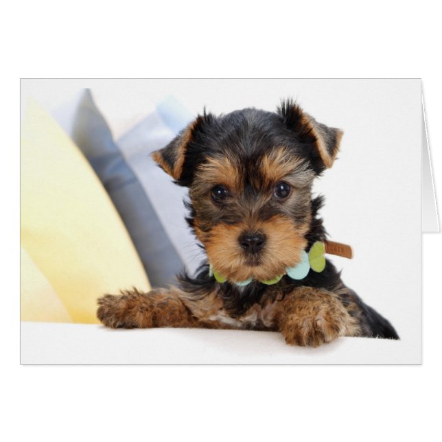  Yorkshire Terrier Puppy Hund Blank Card OBS Kort (Framsidan Horizontal)