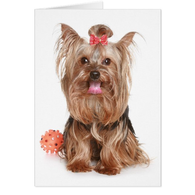 Yorkshire Terrier Puppy Hund Blank Card OBS Kort (Framsidan)