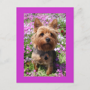 Yorkshire Terrier Puppy Hund Blank Lila Postcard Vykort