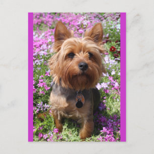 Yorkshire Terrier Puppy Hund Blank Lila Postcard Vykort