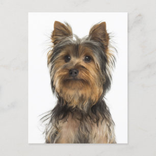 Yorkshire Terrier Puppy Hund Blank Post Card Vykort