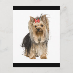 Yorkshire Terrier Puppy Hund Blank Postcard Vykort