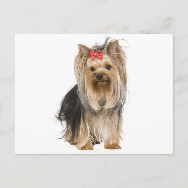 Yorkshire Terrier Puppy Hund Blank Postcard Vykort (Framsida)