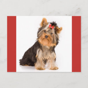 Yorkshire Terrier Puppy Hund Blank Postcard Vykort