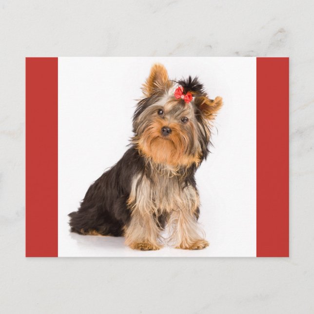Yorkshire Terrier Puppy Hund Blank Postcard Vykort (Framsida)
