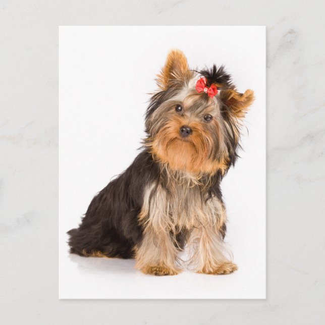 Yorkshire Terrier Puppy Hund Blank Postcard Vykort (Framsida)