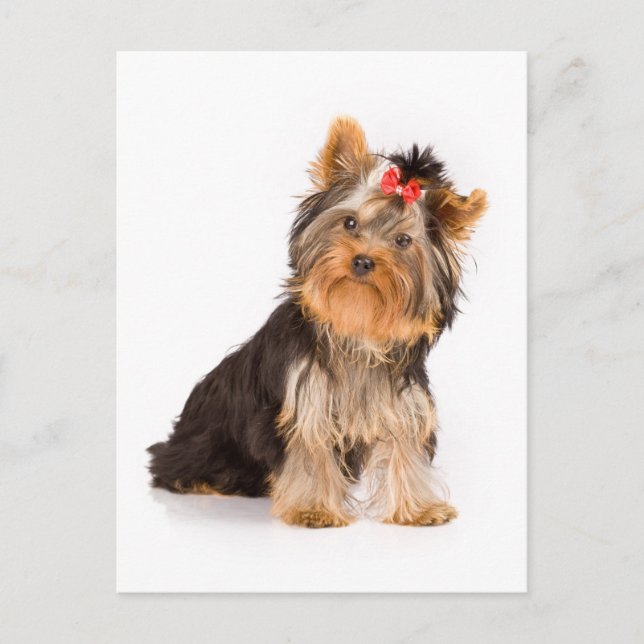 Yorkshire Terrier Puppy Hund Blank Postcard Vykort (Framsida)