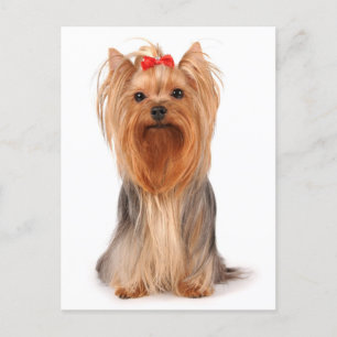 Yorkshire Terrier Puppy Hund Blank Yorkie Postcard Vykort