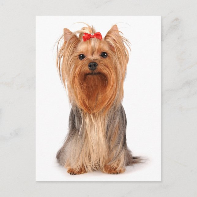 Yorkshire Terrier Puppy Hund Blank Yorkie Postcard Vykort (Framsida)
