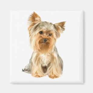 Yorkshire Terrier Puppy Hund Fridge Magnet