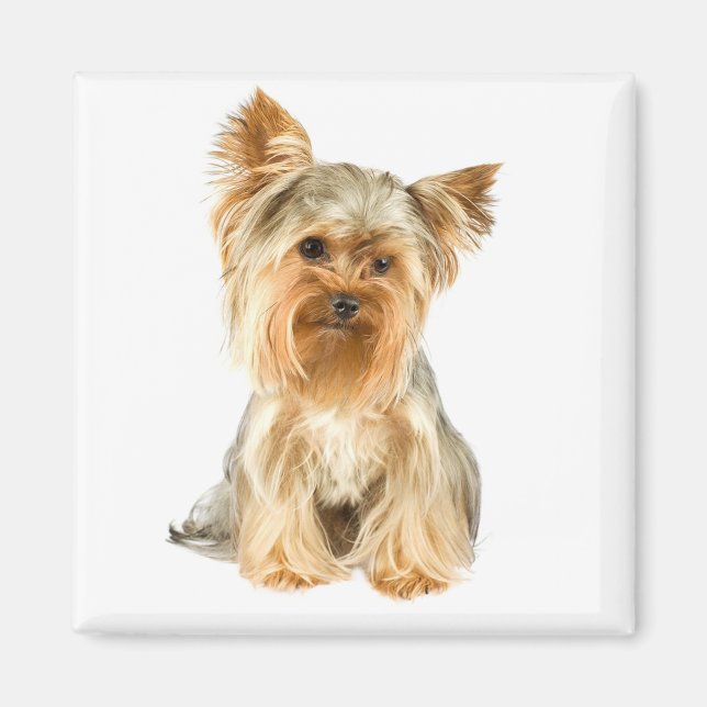 Yorkshire Terrier Puppy Hund Fridge Magnet (Framsidan)