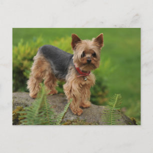 Yorkshire Terrier Puppy Hund-postkort Vykort