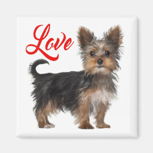Yorkshire Terrier Puppy Hund Red Kärlek Magnet