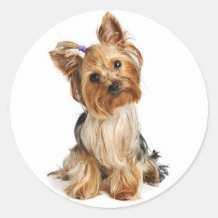 Yorkshire Terrier Puppy Hund Sticker / Sälar Runt Klistermärke