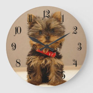Yorkshire Terrier Puppy Hund Stor Klocka