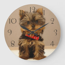 Yorkshire Terrier Puppy Hund