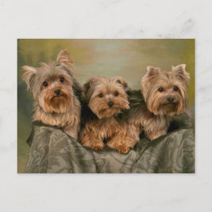 Yorkshire Terrier Puppy Hundar Blank Postcard Vykort