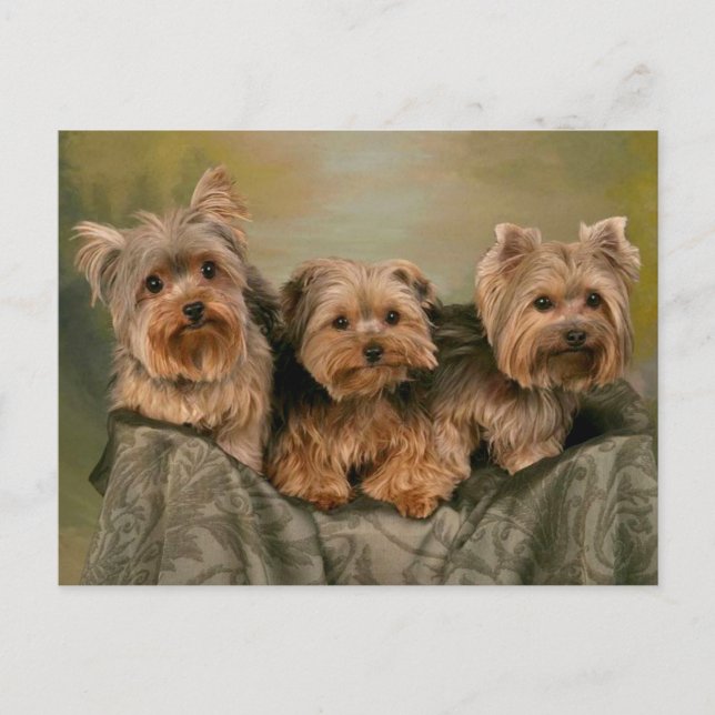Yorkshire Terrier Puppy Hundar Blank Postcard Vykort (Framsida)