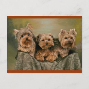 Yorkshire Terrier Puppy Hundar Blank Postcard Vykort